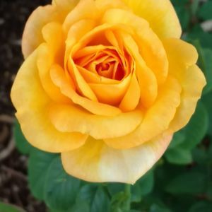 Meet your Posher, Barbara